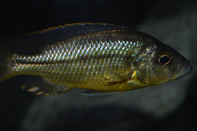 'Hemitaeniochromis' sp. 'spilopterus yellow'